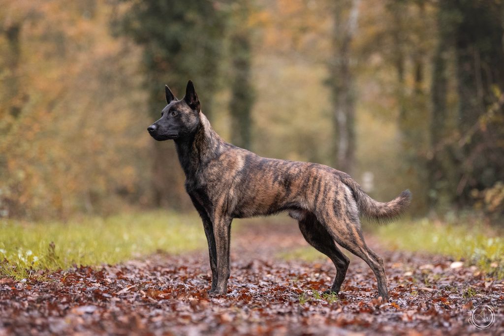 Ultra fury Des Dieux Du Gabouret